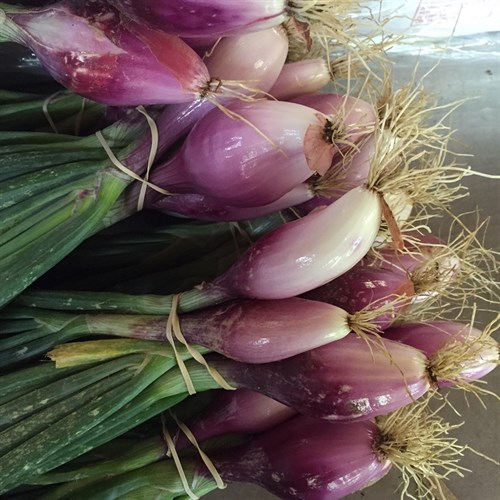 Onion, Rossa Lunga (Torpedo)