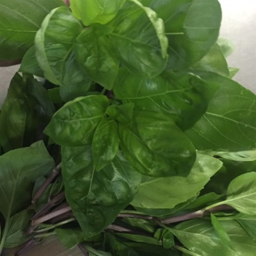 Tulsi basil