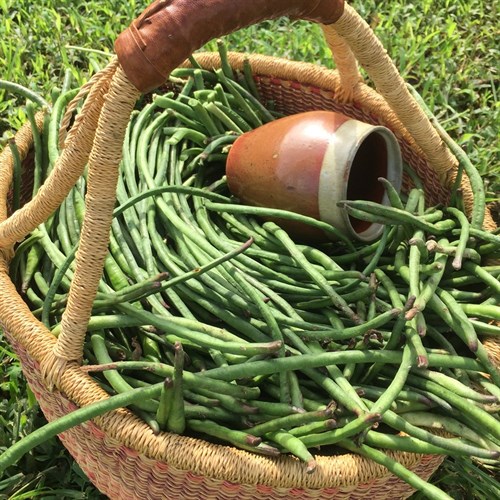 Yard long beans
