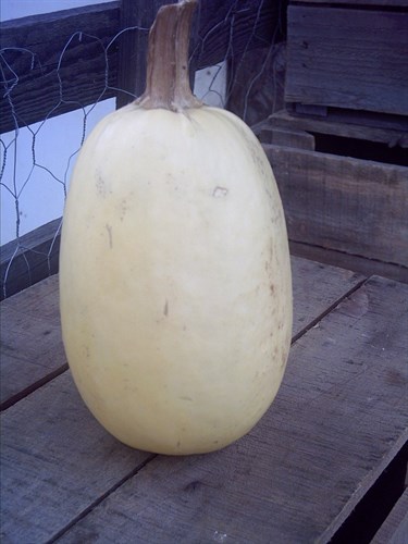 Spaghetti Squash
