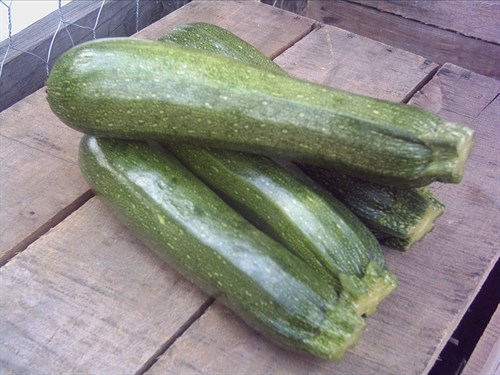 Zucchini