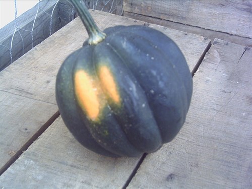 Squash, Acorn