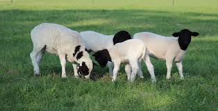 Lamb half or whole