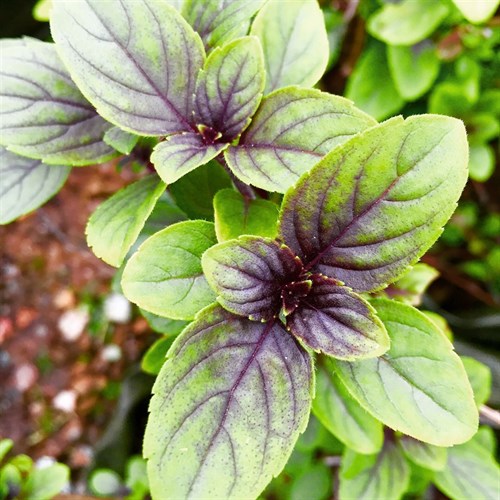 African Blue Basil