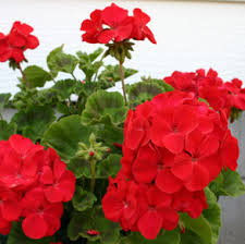 Plant, Geranium 'Maverick Red'