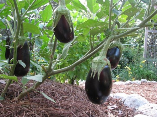 Plant, Eggplant' 'Black Beauty'