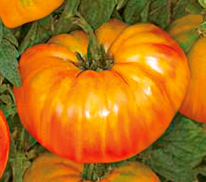 Plant, Tomato 'Pineapple'