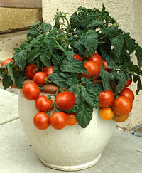 Plant, Tomato 'Patio"