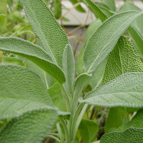 Plant, Sage 'garden''