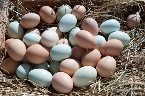 Eggs - Soy-free, Organically-fed, Pastured