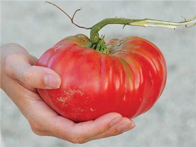 Plants, Tomato - 'Brandywine'