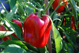 Plant Pepper 'Red Beauty'