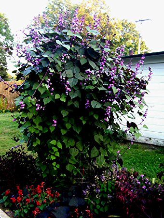 Plant ' Hiacynth bean'