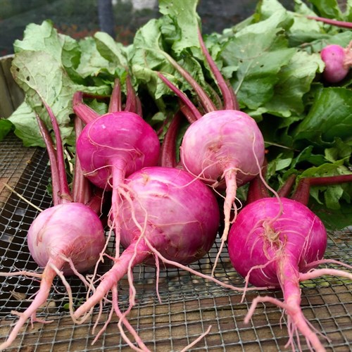 Scarlet turnips