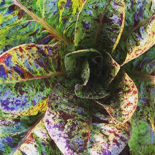 Romaine lettuce, "Freckles"