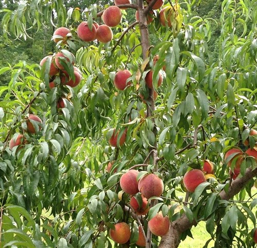 Peaches
