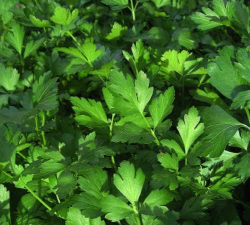 Flat-Leaf Parsley