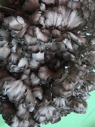 Maitake mushrooms “Hen of the Woods”