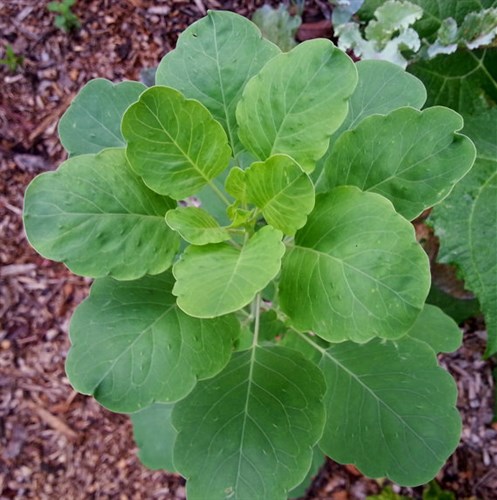 Bolivian Coriander