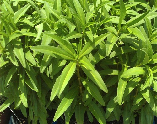Mexican Tarragon