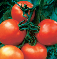 Assorted Tomatoes