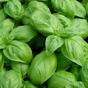 Sweet Basil