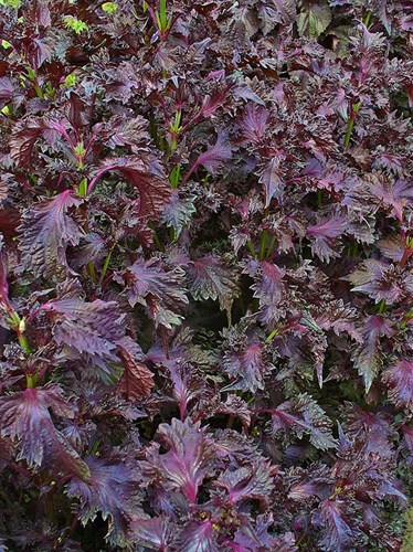 Shiso