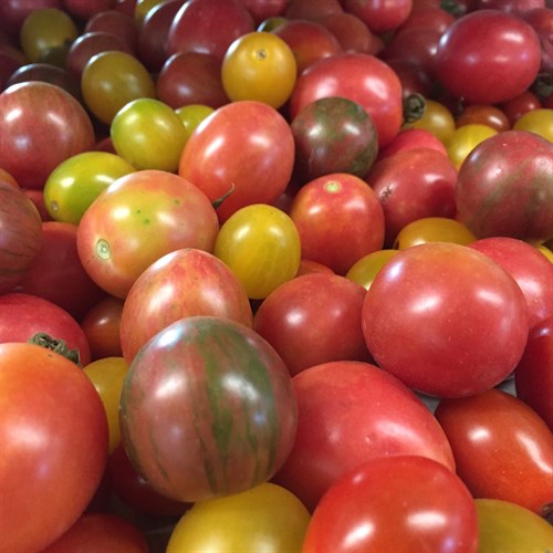 Tomato assortment