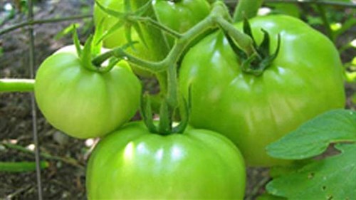 Green Tomatoes