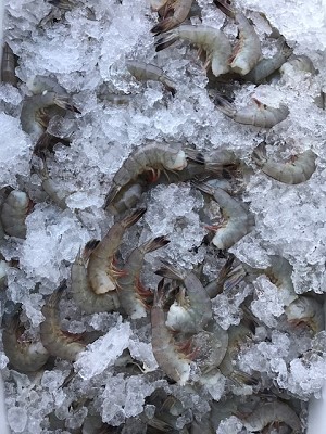 Carolina Large Wild Caught Raw Shrimp