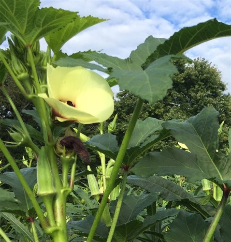 Okra