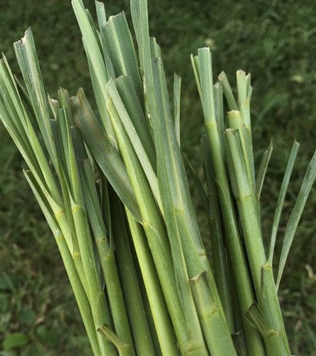 Lemongrass