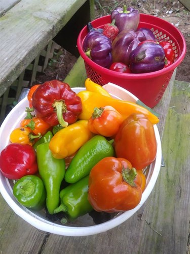 Sweet Peppers  Assorted
