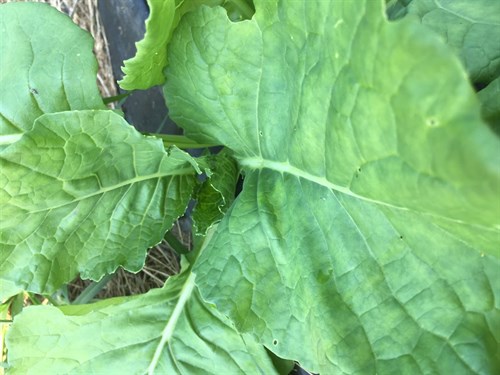 Leaf Cabbage