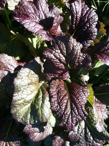 Red Giant mustard