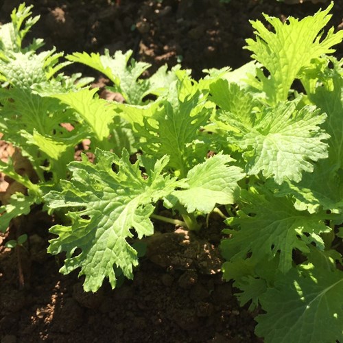 Golden Frills salad mustard