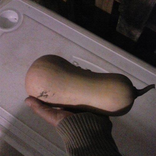 Donate Butternut squash from thistledowne farm