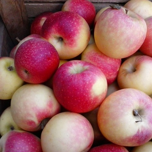 Apples donated from Thistledowne farm