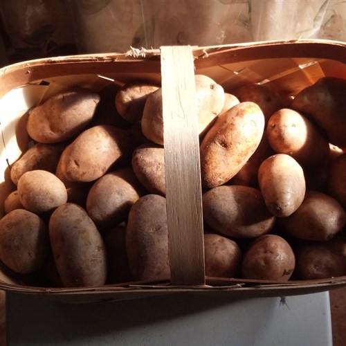 potatoes from Thistledowne farm