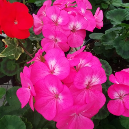 Plant, Geranium 'Maverick Pink'