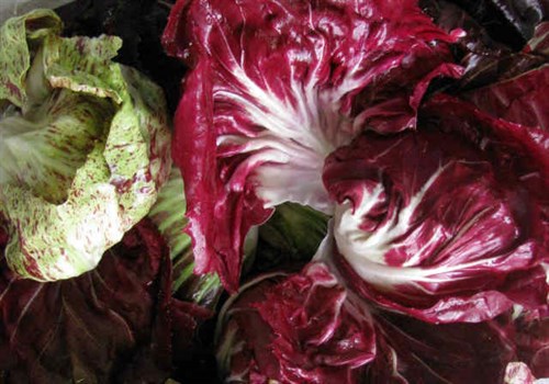 Radicchio