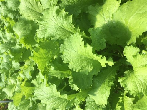 Baby Green Curled Mustard