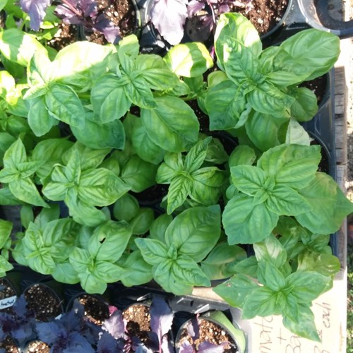 Plants, Herb Basil