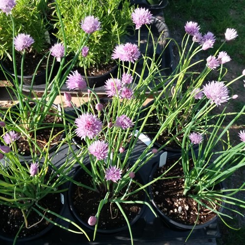 Plants, Herb Chives