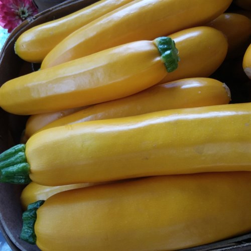 Zucchini, 'Gold Bar'