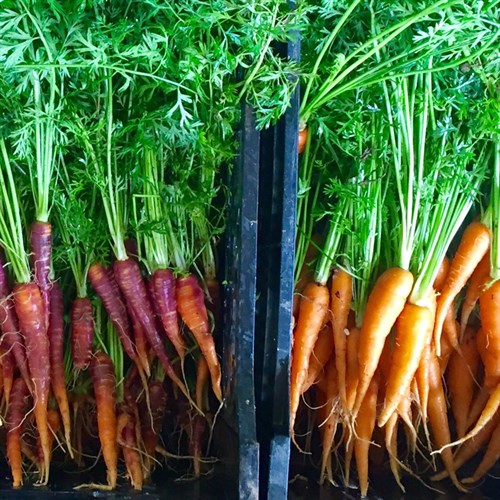 Carrots