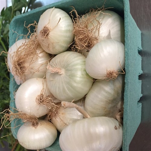 Cippolini onions
