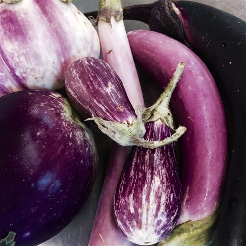 Eggplant