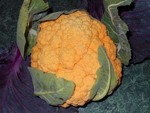 Cauliflower, 'Cheddar'