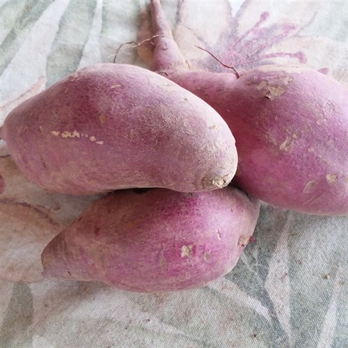 Sweet Potato  'Murasaki'